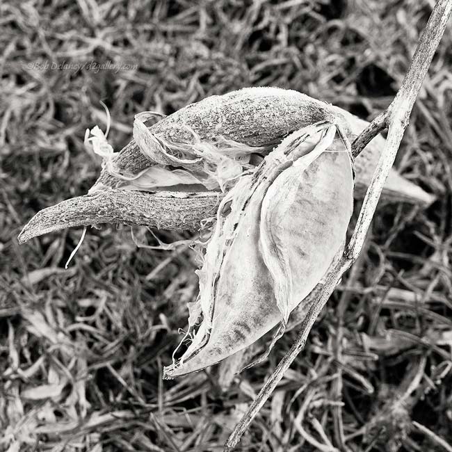 Milkweed at Porters Landing