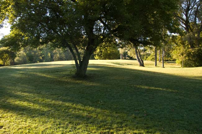 Tree in Royal River Park