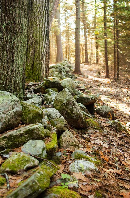 Property Line, Frank Knight Forest