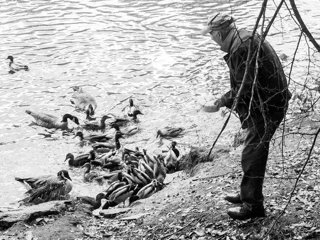 Man Feeding Ducks and Geese in Royal River Park
